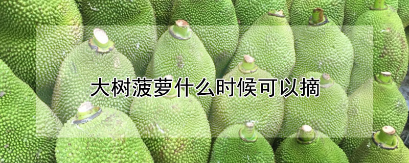 大树菠萝什么时候可以摘"