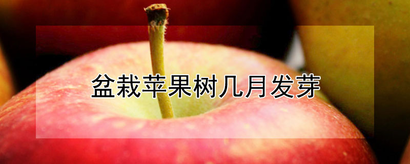 盆栽苹果树几月发芽"