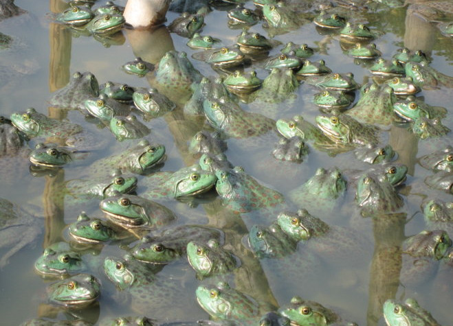 牛蛙蝌蚪池和商品牛蛙池的建设