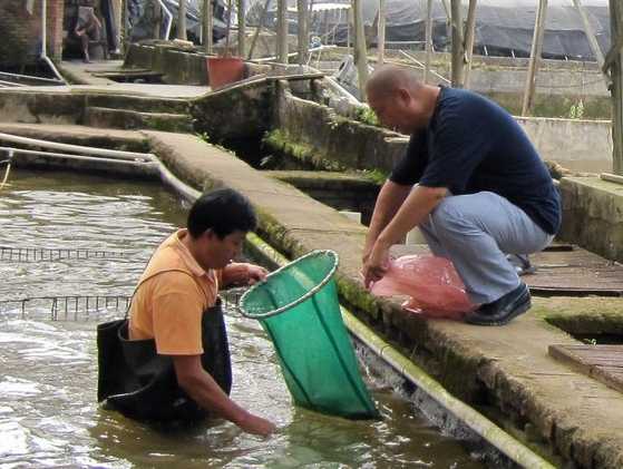 鳗鱼养殖的投喂管理"