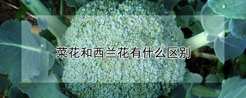 菜花和西兰花有什么区别