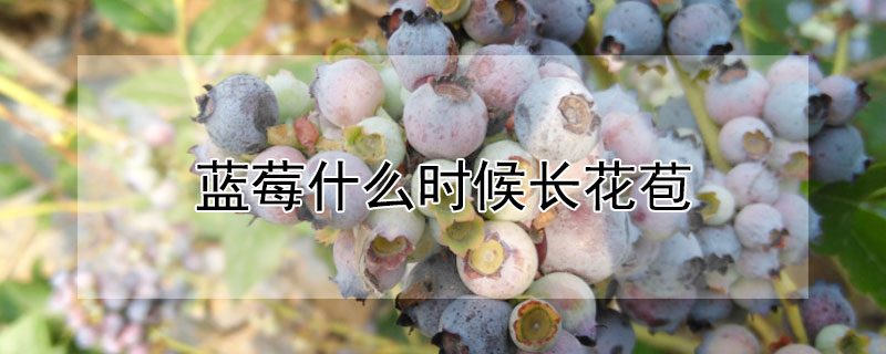 蓝莓什么时候长花苞"