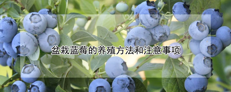 盆栽蓝莓的养殖方法和注意事项"