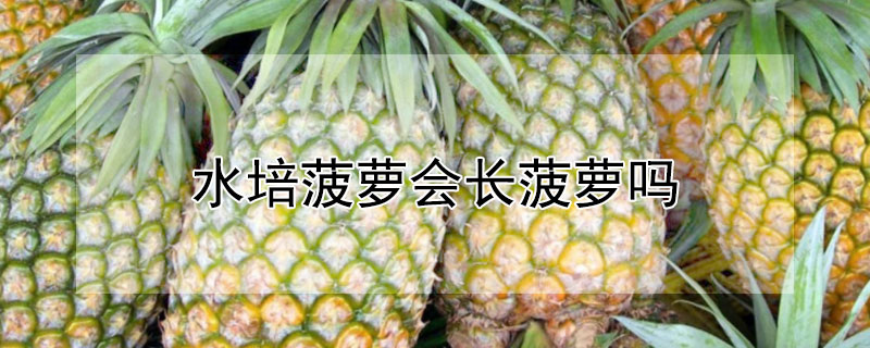 水培菠萝会长菠萝吗"