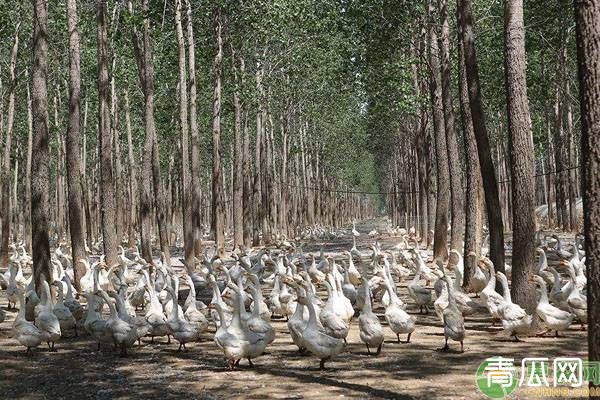 养鹅最佳时间在几月？注意什么"