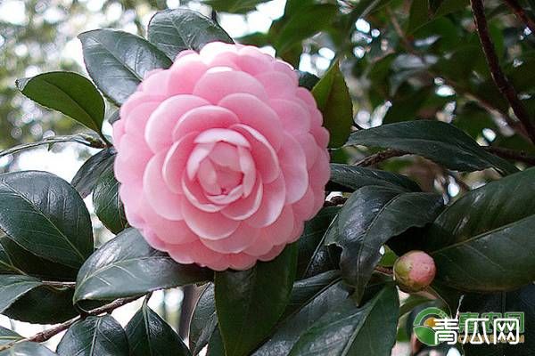 茶花的科学栽培管理技术"