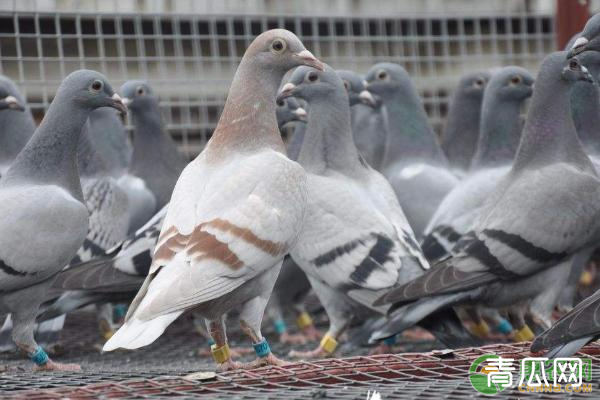 鸽子常见疾病都有哪些？如何防治？"