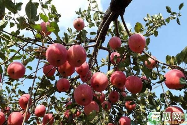 苹果树种植修剪枝条的新理念讲解"