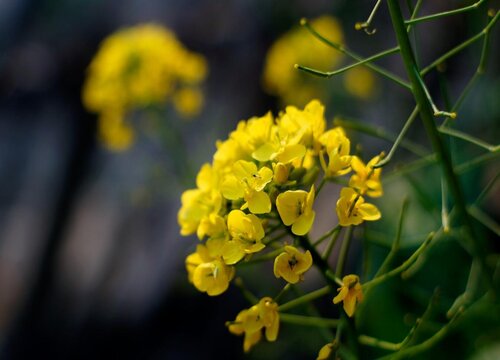 油菜花有几个花瓣 花蕊是什么颜色