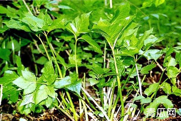 大叶芹怎么种？大叶芹的生物学特性栽培技术"