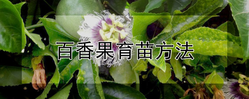 百香果育苗方法