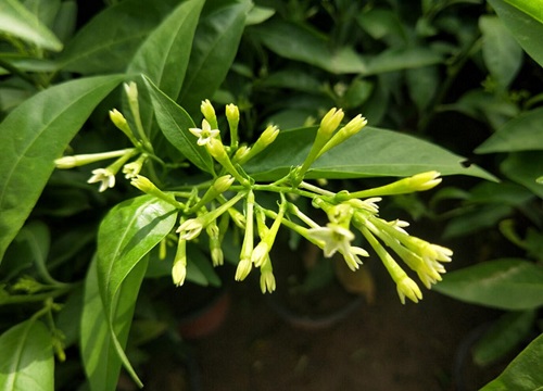 夜来香几点开花时间 花期时间是几月