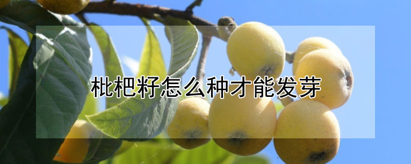 枇杷籽怎么种才能发芽"