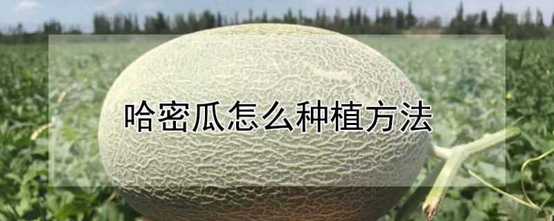 哈密瓜怎么种植方法"