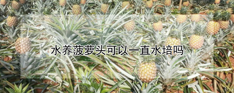 水养菠萝头可以一直水培吗"