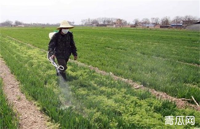 小麦春季除草的最佳时间"