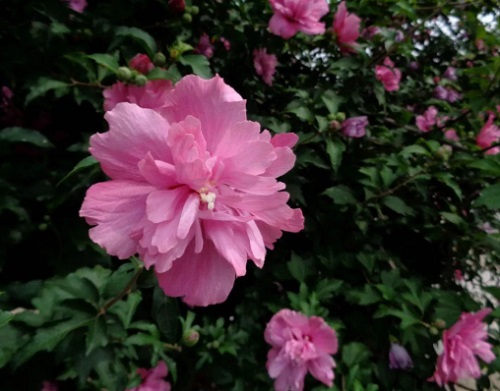 木槿花浇什么水好 长得更旺盛