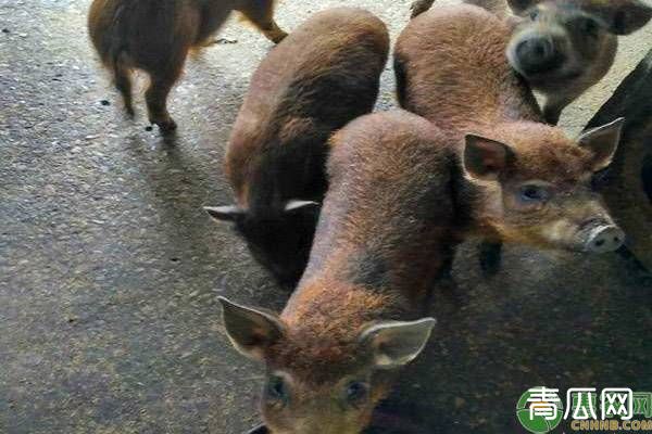 野猪和家猪可以杂交吗?杂交的特种猪如何进行配种?"