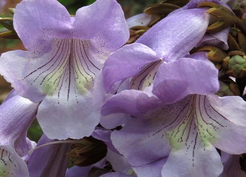 梧桐花什么颜色 开花是什么颜色与样子（图片）