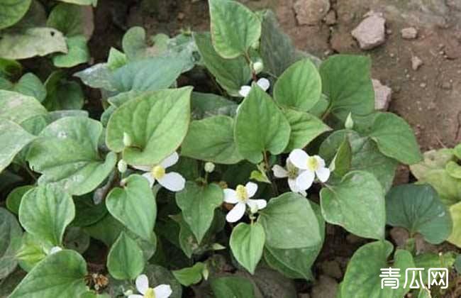 鱼腥草种植需要注意哪些问题"