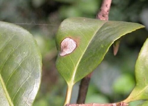 茶花夏季掉叶怎么回事 叶子脱落什么原因