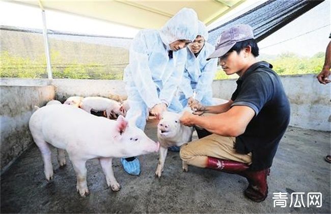 猪疫苗的接种方法及时间"