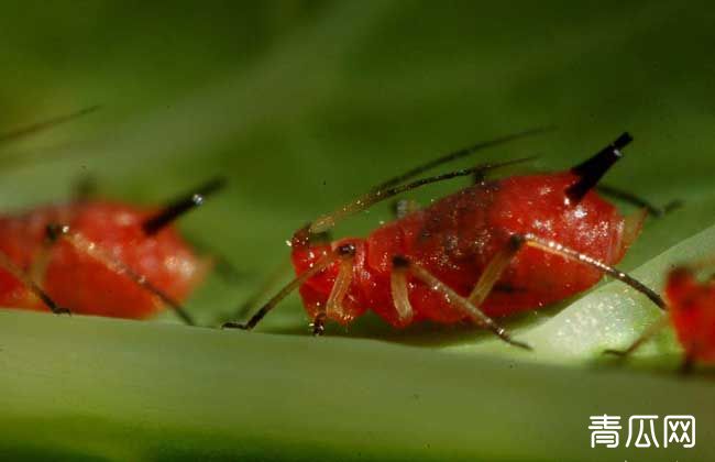 蚜虫生物防治