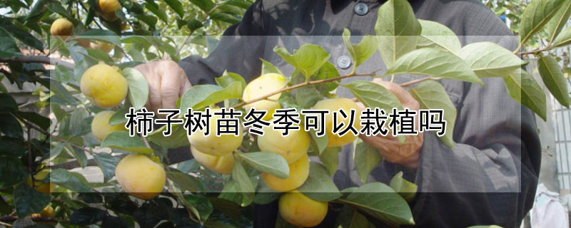 柿子树苗冬季可以栽植吗"