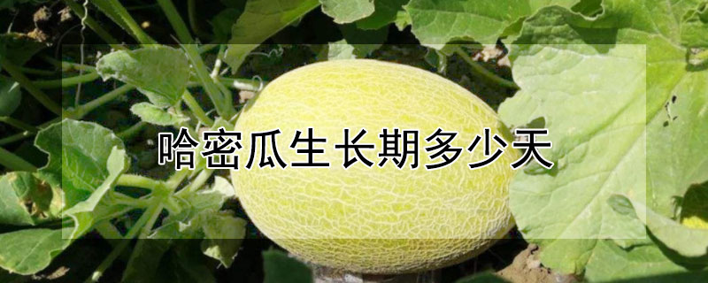 哈密瓜生长期多少天