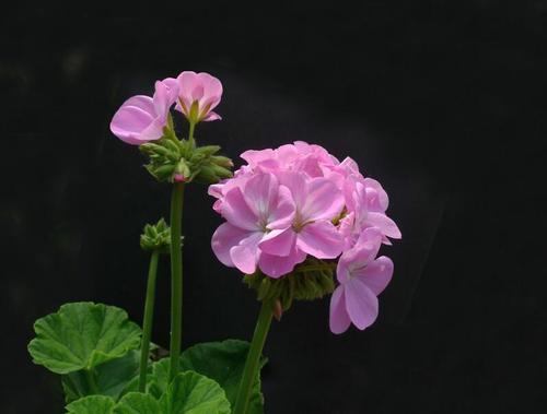 天竺葵开花后怎么修剪 开完花后剪枝方法