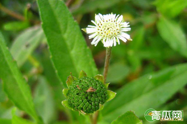 墨旱莲什么时间播种为宜？墨旱莲种植及病虫害防治"