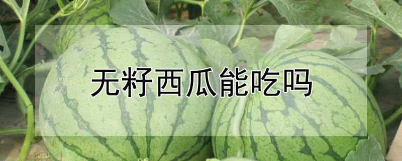 无籽西瓜能吃吗"