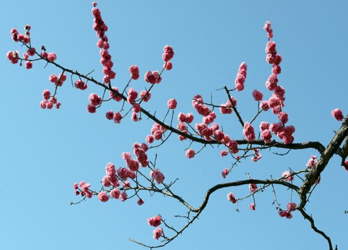 代表努力向上的花