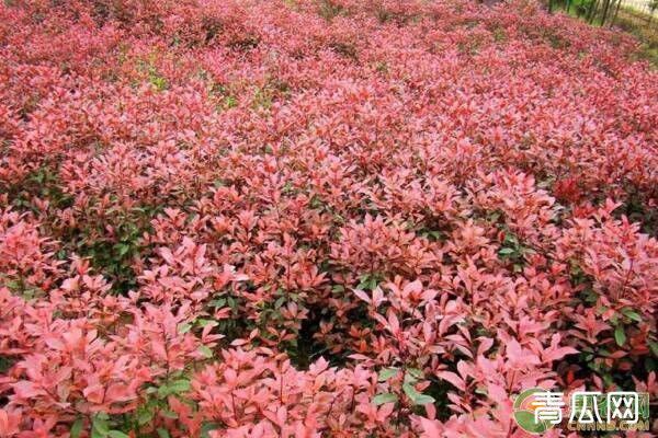 红叶石楠有哪几种繁殖方法？红叶石楠病虫害防治技术"