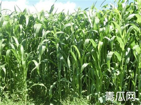 甜高粱怎么提供产量？种植技术要注意什么"