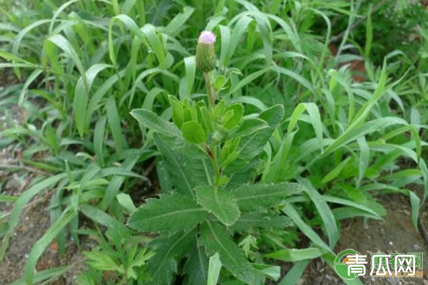 刺儿菜有哪些功效作用？刺儿菜人工种植技术"