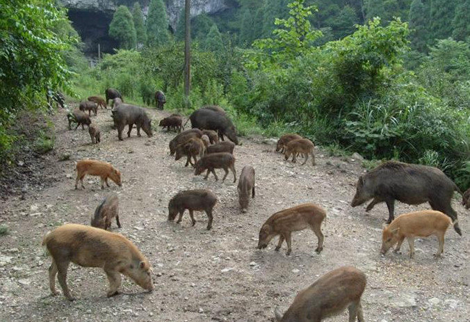 如何利用大豆养野猪"