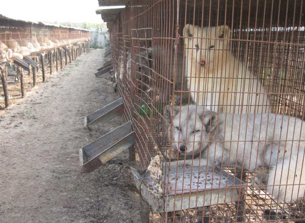 养殖狐狸需抓住四点"