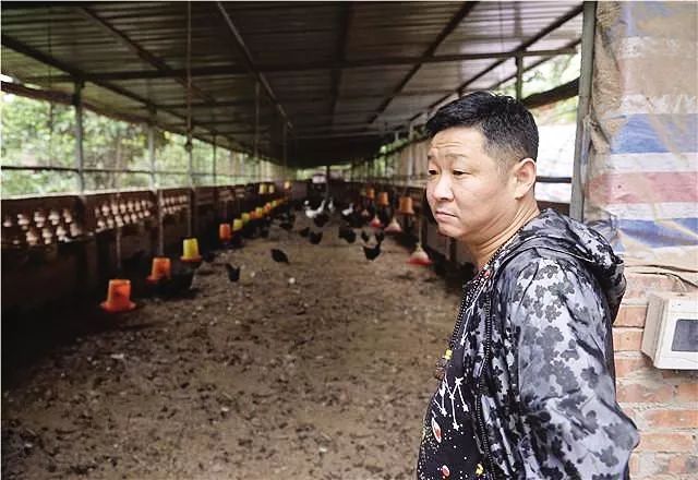 蛋鸡孵化的因素有哪些？蛋鸡孵化注意事项介绍"