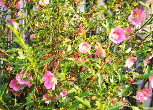 树上开的花有哪些 长在树上的花有哪些植物（图片）