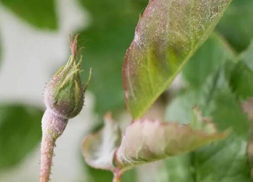 花卉出现肥害该如何进行处理