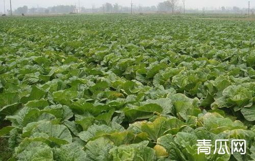 大白菜多少钱一斤？2019年最新白菜价格解析"