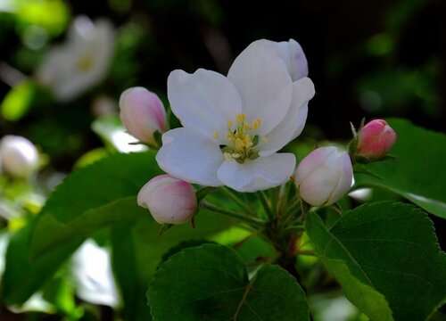 苹果花什么颜色