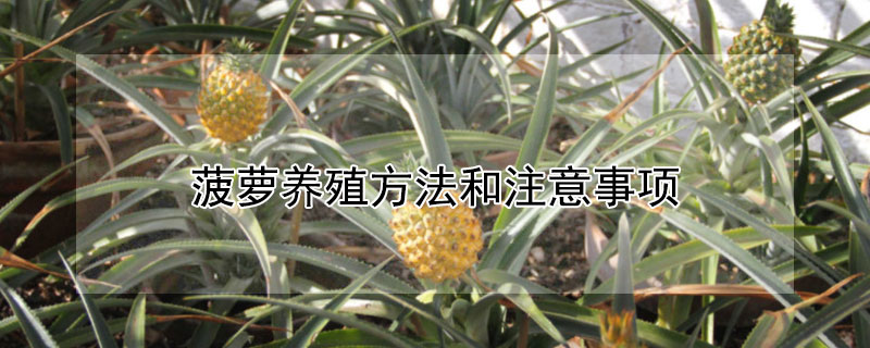 菠萝养殖方法和注意事项"