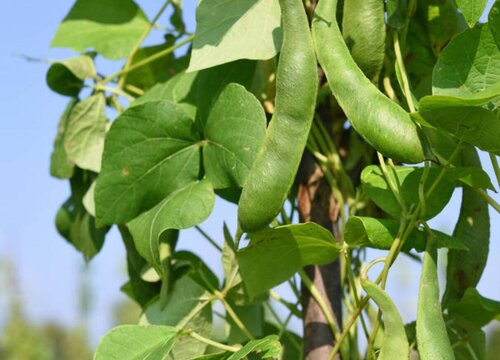 8月份适合种植什么蔬菜 8月栽种什么蔬菜长得快