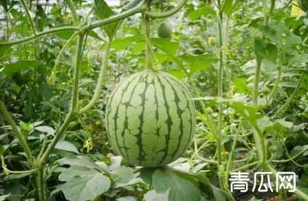 2019年种植西瓜赚钱吗？西瓜种植前景如何"