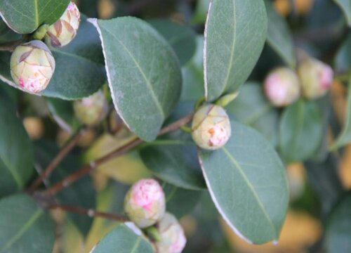 入秋后如何养茶花花苞冒不停