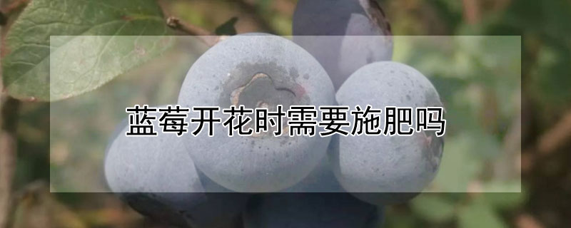 蓝莓开花时需要施肥吗"