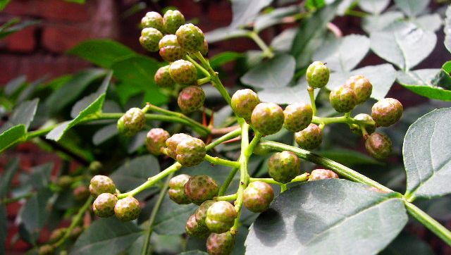 花椒种植技术与管理技巧"