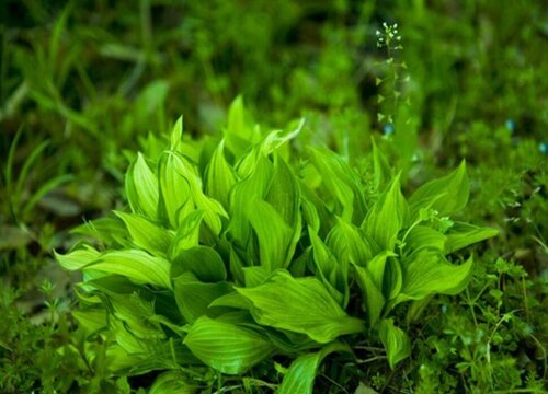 海草和海藻一样吗 在性质和形状方面有区别